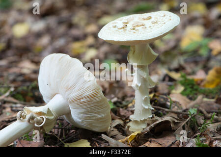 Falscher Tod Cap (Amanita Citrina), Emsland, Niedersachsen, Deutschland Stockfoto