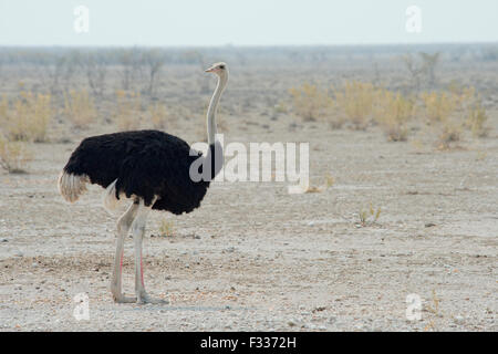 Afrikanischer Strauß (Struthio Camelus), Etosha Nationalpark, Namibia Stockfoto