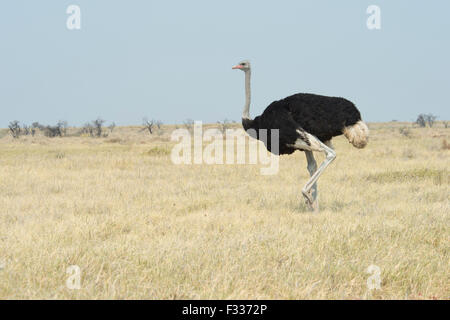 Afrikanischer Strauß (Struthio Camelus), Etosha Nationalpark, Namibia Stockfoto