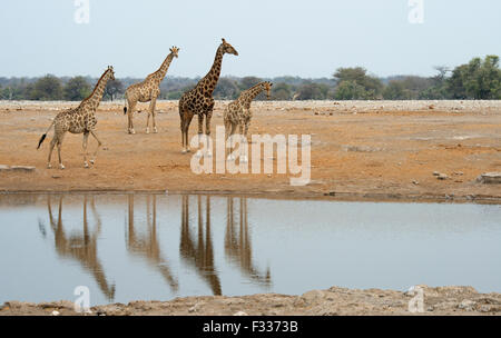 Giraffen (Giraffa Plancius) an einer Wasserstelle, Etosha Nationalpark, Namibia Stockfoto