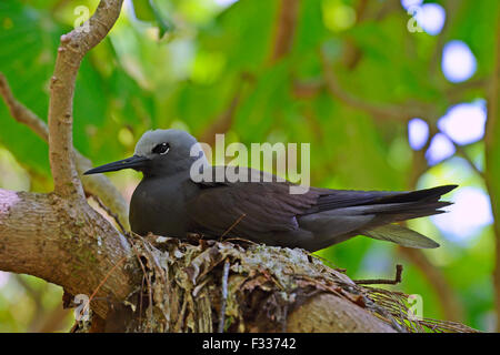 Geringerem Noddy (Anous Tenuirostris), sitzt auf seinem Nest, Cousin Island, Seychellen Stockfoto