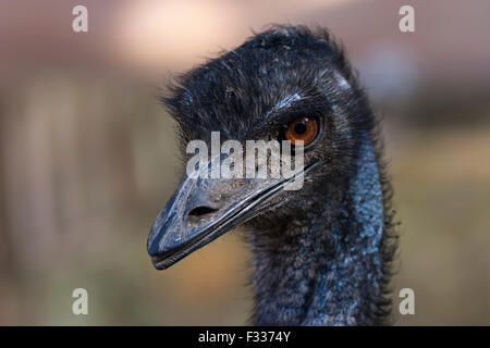 Emu (Dromaiidae, Dromaius), Porträt, in Gefangenschaft, Palmitos Park, Maspalomas, Gran Canaria, Kanarische Inseln, Spanien Stockfoto