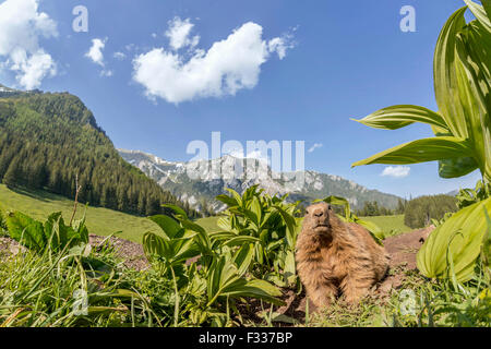 Murmeltier (Marmota), vor seiner Burrow, Berglandschaft, Reichenstein, Steiermark, Österreich Stockfoto