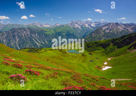 Alpenrosenblüte, blühende Alpenrosen, Blick vom Fellhorn zum Schlappoldsee See und Fellhornbahn Bergstation, Haupt Stockfoto