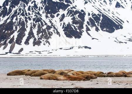 Walrosse (Odobenus Rosmarus), ruht in Magdalenefjord, Spitzbergen, Norwegen Stockfoto