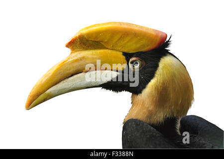 Eine isolierte Foto Od Hornbill detail Stockfoto