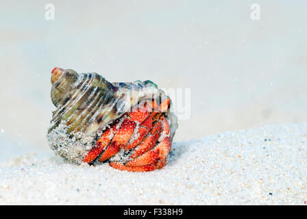 Das Bild des Landes Einsiedlerkrebs (Coenobita Perlatus) in Karavatti Insel, Lakshadweep, Indien Stockfoto