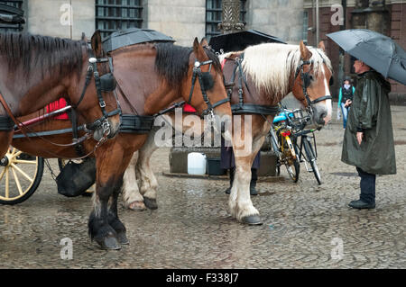 Pferde warten auf Touristen in regnerischen Dam Square Amsterdam Holland. Niederlande. Stockfoto