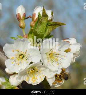 Biene sammelt Pollen von einer weißen Blüten Stockfoto