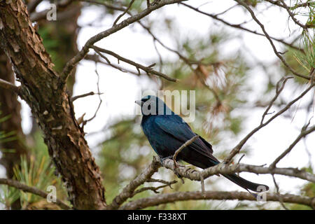 Schwarzer Drongo (Dicrurus Macrocercus) schönen Vogel auf Zweig mit schönen Hintergrund hocken Stockfoto