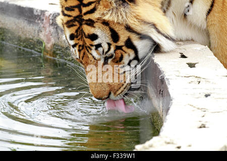 Ein Bengal Tiger (Panthera Tigris Tigris) in Drakenstein Löwenpark, Klapmuts, Kaps, Südafrika. Stockfoto