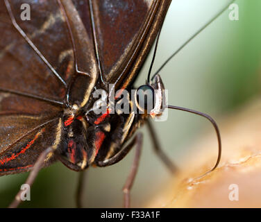 Makro, Nahaufnahme des Kopfes und Thorax von einer Eule Schmetterling Wingham Wildlife Park. Stockfoto