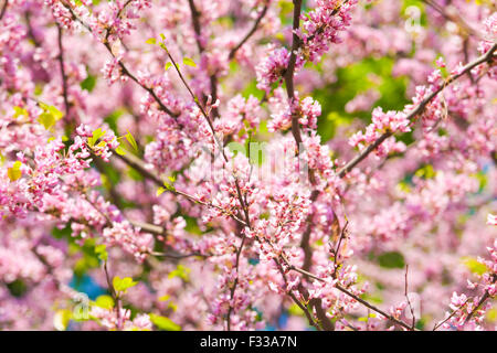 Die Äste eines Baumes Cercis Canadensis (Ostredbud, Judasbaum) in Blüte. Stockfoto