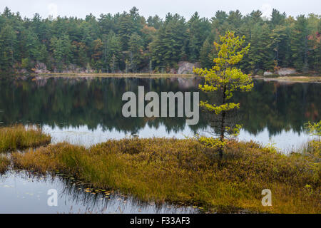 Ein einsamer Baum Herbst auf einer kleinen Insel in einem See in Killarney, Ontario, Kanada Stockfoto