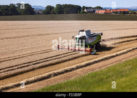 Mähdrescher und Traktor Ernte ein Weizenfeld in der Nähe von Low Newton am Meer, Northumberland Stockfoto
