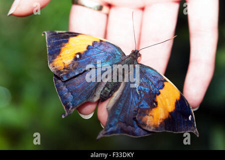 Die Draufsicht eines orange Oakleaf oder totes Blatt (Kallima Inachos), Nymphalid Schmetterling Wingham Wildlife Park. Stockfoto