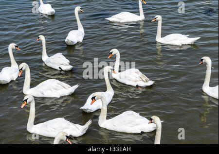 Eine Gruppe Schwäne auf einem Teich Stockfoto