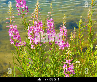 Einige wilde Blumen Weide Kraut Rosafärbung am Ufer des Sees auf dem Wasser. Stockfoto