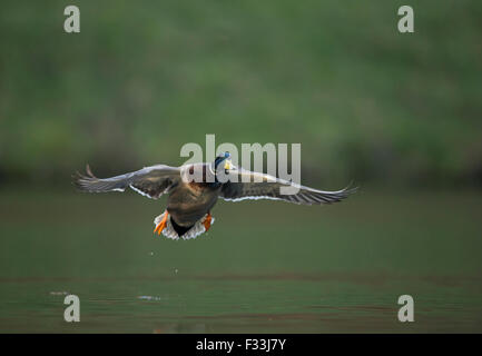 Flug Schuss eine männliche Stockente / wilde Ente / Stockente (Anas Platyrhynchos) kurz vor der Landung auf einem natürlichen Teich. Stockfoto