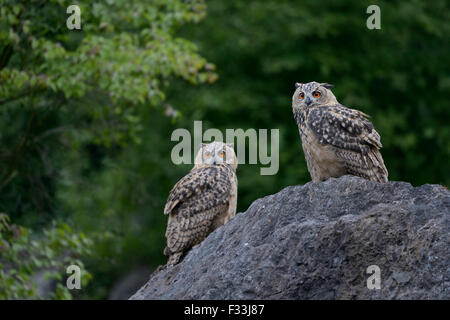 Zwei wilde Nördliche Uhus (Bubo bubo) sitzen nebeneinander auf einem riesigen Felsen mit grünen Büschen, Wildtiere, Europa. Stockfoto