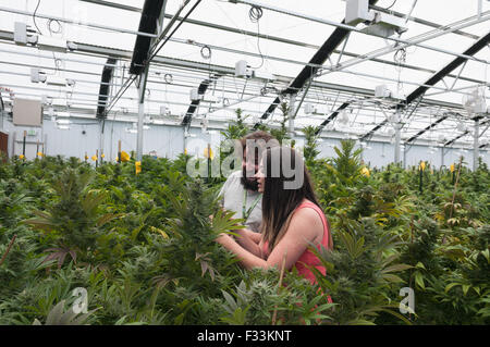 Marihuana organisch wachsen.  Pueblo, CO Stockfoto