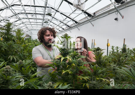 Marihuana organisch wachsen.  Pueblo, CO Stockfoto