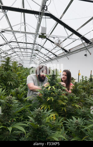 Marihuana organisch wachsen.  Pueblo, CO Stockfoto