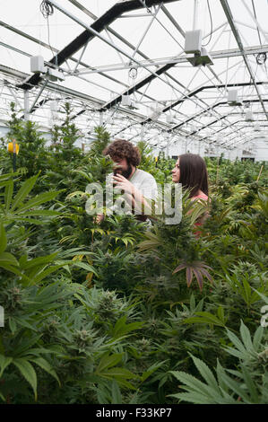 Marihuana organisch wachsen.  Pueblo, CO Stockfoto