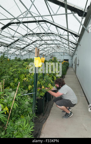 Marihuana organisch wachsen.  Pueblo, CO Stockfoto