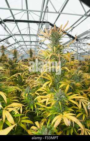Marihuana Pflanze in kommerziellen reif für die Ernte.  Pueblo, CO Stockfoto