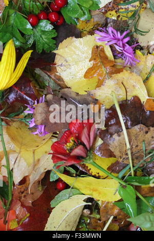 hell-Panel aus bunten Herbstlaub, Blumen und Beeren Stockfoto