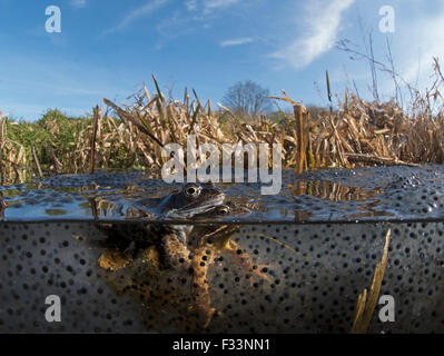 Gemeinsamen Frösche Rana Temporaria und Laich im Teich North Norfolk März Stockfoto