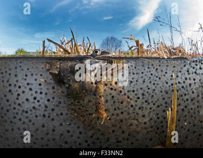 Gemeinsamen Frösche Rana Temporaria und Laich im Teich North Norfolk März Stockfoto