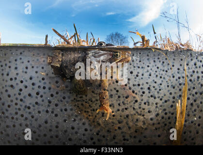 Gemeinsamen Frösche Rana vorübergehend in Amplexus (Paarung) unter den Laich im Teich North Norfolk März Stockfoto