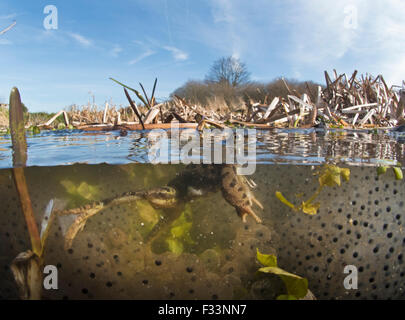 Gemeinsamen Frösche Rana Temporaria und Laich im Teich North Norfolk März Stockfoto