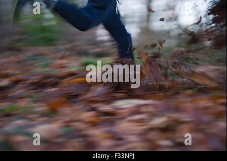 Junge Blätter im Wald im Herbst Norfolk treten Stockfoto