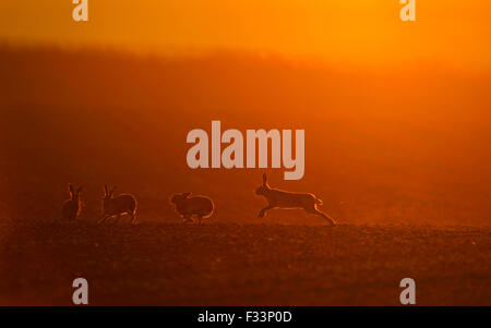 Braune Hasen Lepus Europaeus Boxen im Morgengrauen Norfolk Frühling Stockfoto