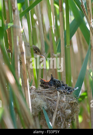 Canorus jungen Kuckuck Cuculus in Reed Grasmücken nisten in Norfolk Schilfbeetes Mai Stockfoto
