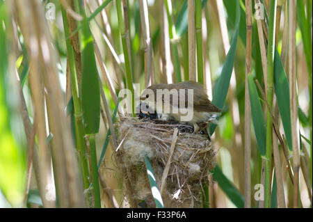 Canorus jungen Kuckuck Cuculus in Reed Grasmücken nisten in Norfolk Schilfbeetes Mai Stockfoto