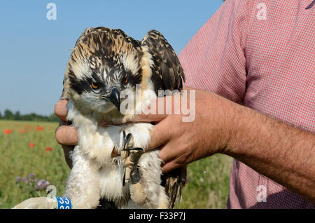 Tim Appleton Bauleiter Rutland Water Klingeln eine bald zum Fischadler Küken aus dem Nest in der Nähe von Rutland Water Juni flügge Stockfoto