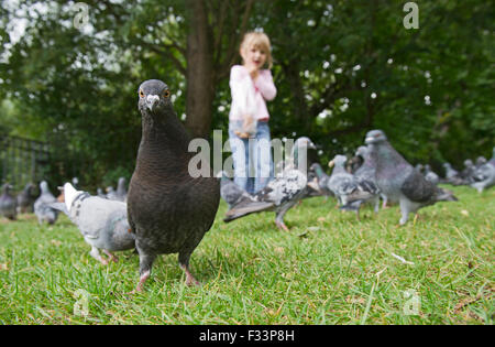 Junges Mädchen im Park Tonbridge, Kent Sommer wilde Tauben füttern Stockfoto