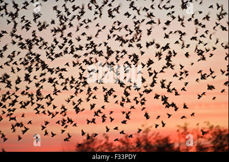 Stare Sturnus Vulgarus kommt bei Strumpshaw Fen RSPB Reserve Norfolk Winter Winter Roost Stockfoto