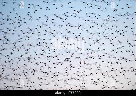 Stare Sturnus Vulgarus kommt bei Strumpshaw Fen RSPB Reserve Norfolk Winter Winter Roost Stockfoto