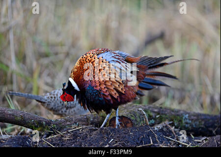 Gemeinsamen Fasan Phasianus Colchicus männlichen zu weiblichen Norfolk anzeigen Stockfoto