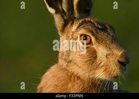 Brauner Hase Lepus Europaea in Ackerland Norfolk UK Stockfoto