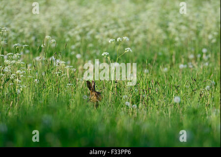 Brauner Hase Lepus Europaea in Ackerland Norfolk UK Stockfoto