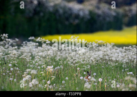 Brauner Hase Lepus Europaea in Ackerland Norfolk UK Stockfoto