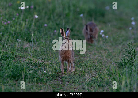 Brauner Hase Lepus Europaea in Ackerland Norfolk UK Stockfoto