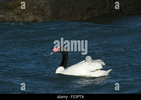 Schwarz-necked Schwan (Cygnus Melancoryphus) mit Cygnets Patagonien Chile Stockfoto