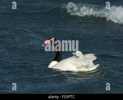 Schwarz-necked Schwan (Cygnus Melancoryphus) mit Cygnets Patagonien Chile Stockfoto